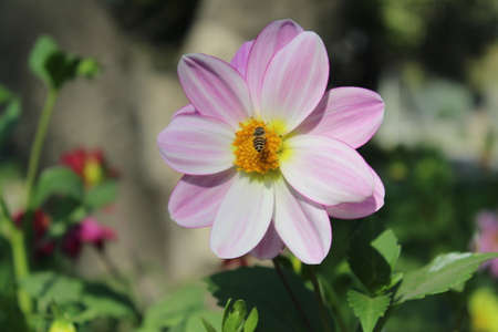 Pink dahlia flower with bee on petals in the gardenの写真素材