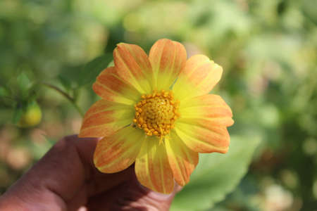 Yellow flower in hand on nature background. Close-up of yellow flower.の写真素材