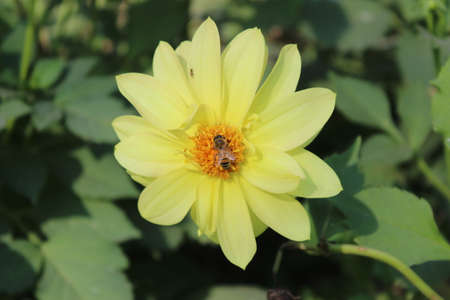Bee on a yellow dahlia flower in the summer garden.の写真素材