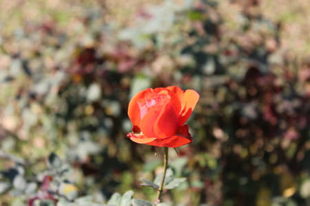 Orange rose flower in the garden, close-up, shallow depth of fieldの写真素材