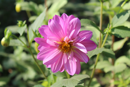 Pink dahlia flower in the garden on a sunny day.