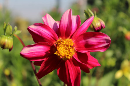 dahlia very nice colorful garden flower close up in the sunshine