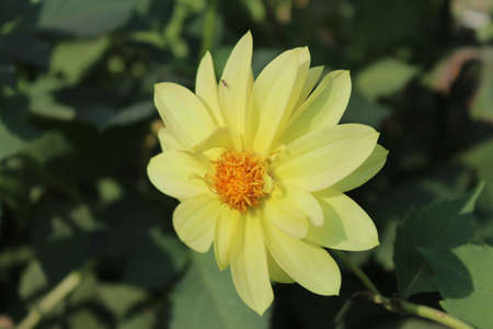 Yellow Flower of Dahlia in Full Bloom with Soft Green Leaves Backgroundの写真素材