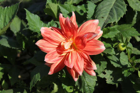 Orange dahlia flower with green leaves in the garden in summerの写真素材