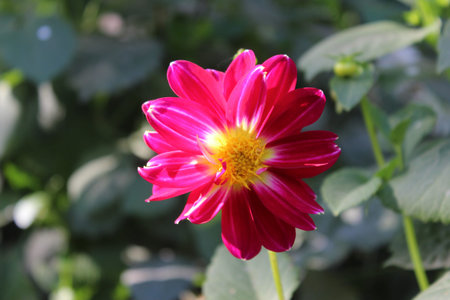 Dahlia very pretty colorful garden flower close up in the sunshine