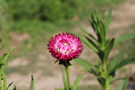 Straw flower, Everlasting or Everlasting flower in garden.の写真素材