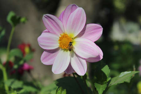 Dahlia flower with a bee pollinating it in the gardenの写真素材