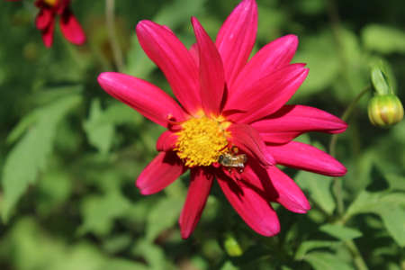 A bee on a pink dahlia flower in the garden.の写真素材