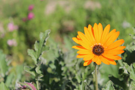 Beautiful orange daisy flower in the garden on a sunny dayの写真素材