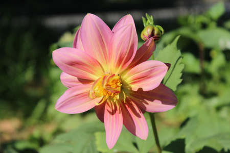 pink dahlia flower in the garden on a sunny dayの写真素材