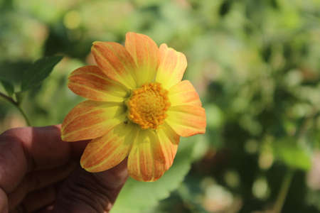 yellow dahlia flower in hand close up on blurred green backgroundの写真素材