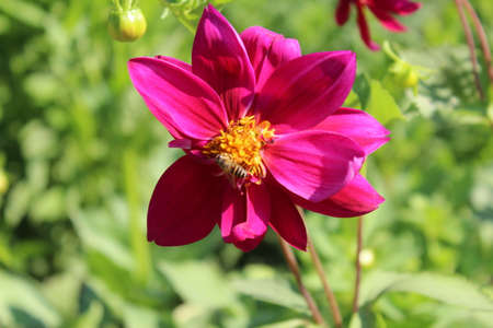 purple dahlia flower in the garden on a sunny dayの写真素材
