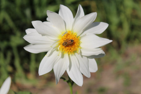 Bee on a white dahlia flower, close-up.
