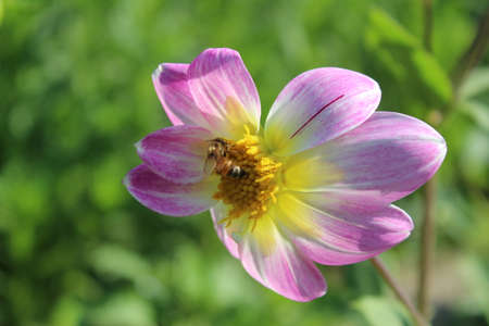 A bee on a pink dahlia flower in the garden.の写真素材