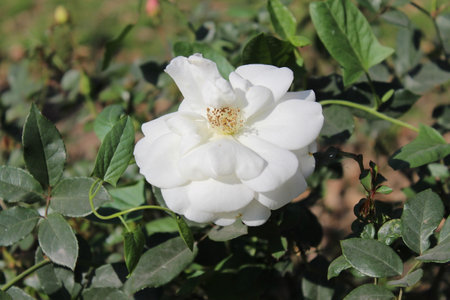 The white rose is the most versatile rose color. This flower is able to convey romance, appreciation, compassion and purity.の写真素材