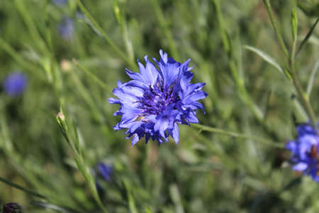 Blue cornflower (Centaurea cyanus) in a fieldの写真素材