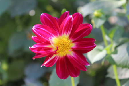 dahlia very nice colorful garden flower close up in the sunshineの写真素材