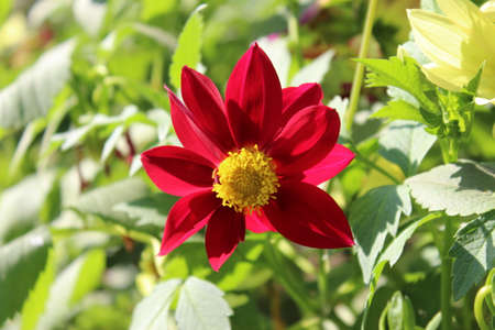 Red dahlia flower in the garden with green leaves in the backgroundの写真素材