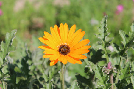 Flower of African daisy (Osteospermum)の写真素材
