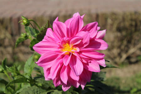 Pink dahlia flower in the garden on a sunny summer dayの写真素材
