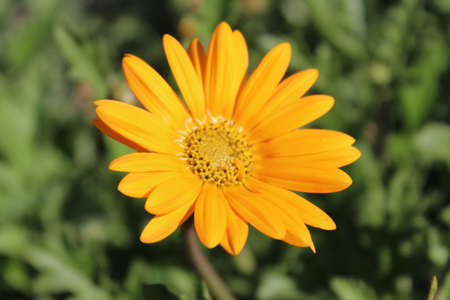 Beautiful orange daisy flower with green leaves in the background.の写真素材