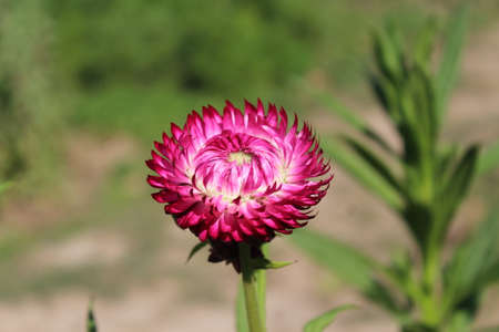 Straw flower (Helichrysum bracteatum)の写真素材
