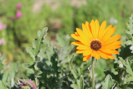Beautiful orange daisy in the garden on a sunny day.の写真素材