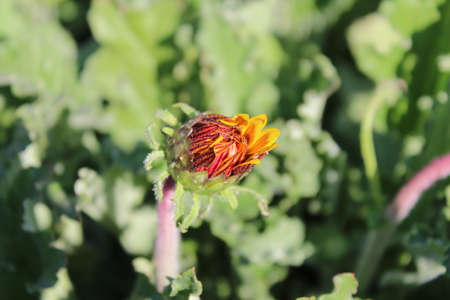 Flower of a marigold (Calendula officinalis)の写真素材
