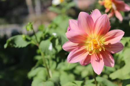 Beautiful pink dahlia flower blooming in the garden.の写真素材