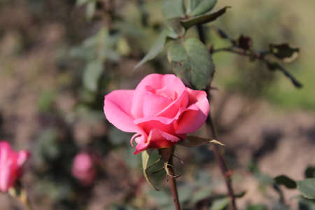 pink rose in the garden on a sunny day. High quality photoの写真素材