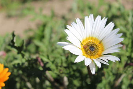 Bee on a white daisy in the garden. Selective focus.の写真素材