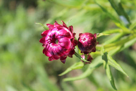 Flowers of the peony (Matricaria officinalis)の写真素材