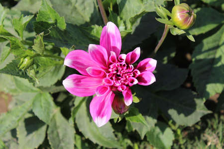 pink dahlia flower in the garden on a sunny dayの写真素材