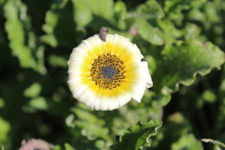 A bee collecting nectar on a yellow daisy flower in the gardenの写真素材