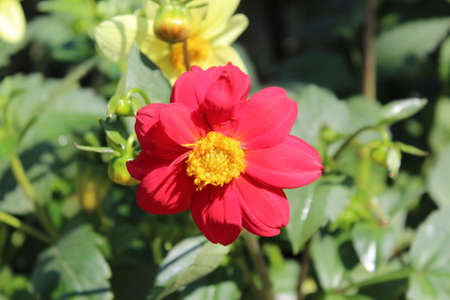 Red dahlia flower in the garden with green leaves background.の写真素材