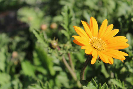 Beautiful yellow daisy flower in the garden on a sunny dayの写真素材