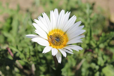 White daisy flower with a bee on the petals in the gardenの写真素材