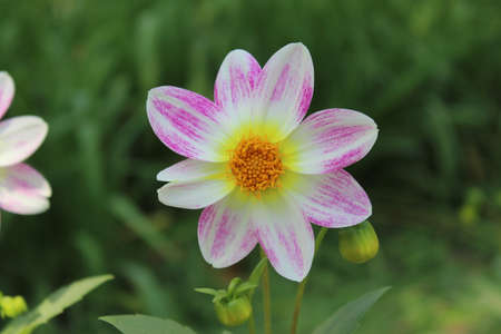White and pink dahlia flower blooming in the garden.の写真素材