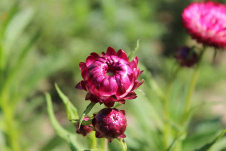 Straw flower (Helichrysum bracteatum)の写真素材