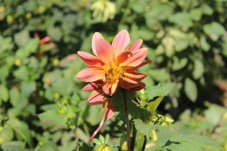 dahlia very nice colorful garden flower close up in the sunshineの写真素材