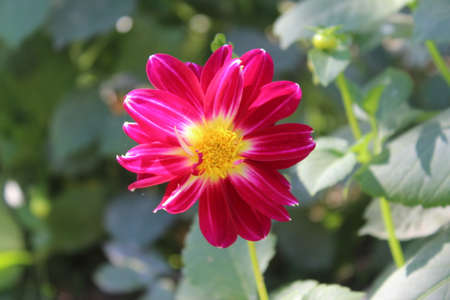 Beautiful pink dahlia flower in the garden on a sunny dayの写真素材
