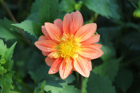 Beautiful orange dahlia flower with water drops on petalsの写真素材