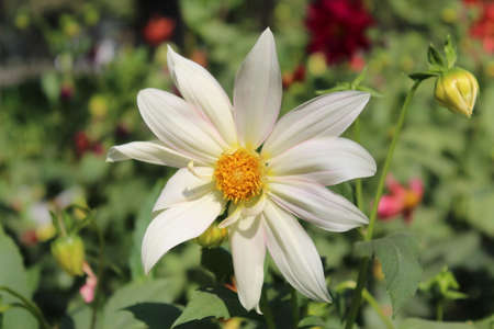 White Dahlia Flower Blooming in The Garden, Sofia City Region, Bulgariaの写真素材