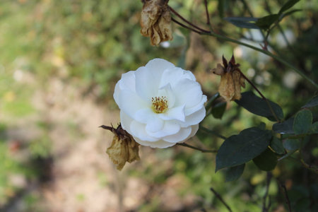 The white rose is the most versatile rose color. This flower is able to convey romance, appreciation, compassion and purity.の写真素材