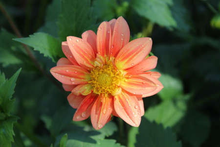 Dahlia flower in the garden, close-up. Floral backgroundの写真素材