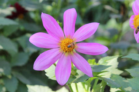 pink dahlia flower in the garden with bees on itの写真素材