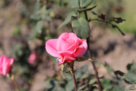 Pink rose in the garden on a background of green leaves. Selective focus.の写真素材