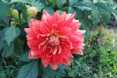 dahlia very nice colorful garden flower close up in the sunshineの写真素材