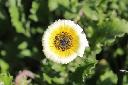 Poppy flower, Papaver somniferum, close upの写真素材