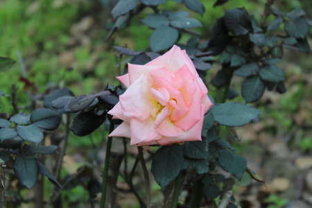 Pink and White Flower of Rose 'Albino' in Full Bloomの写真素材